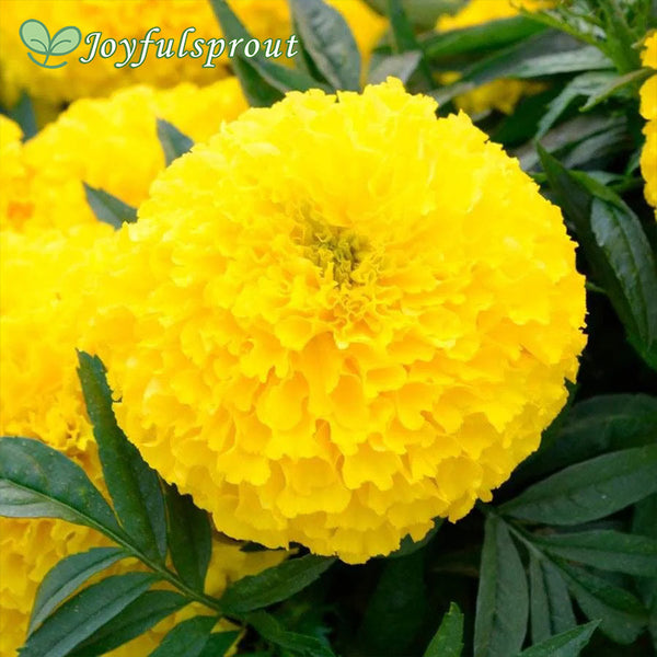 Big Duck Yellow Marigold Seeds