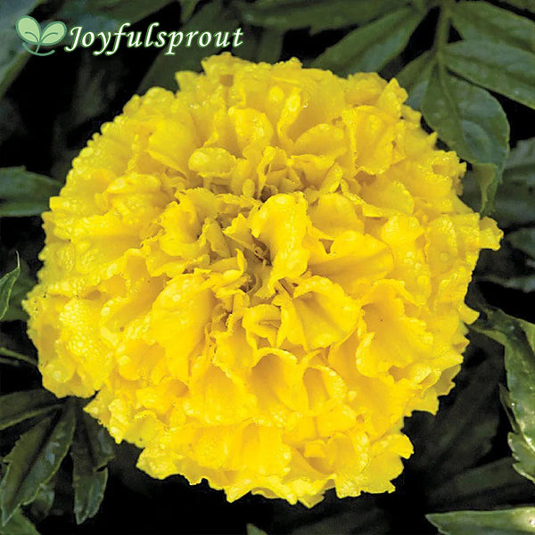 Pineapple Crush Detailed Marigold Seeds