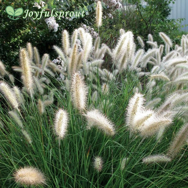 Pennisetum 'Cassian' Seeds