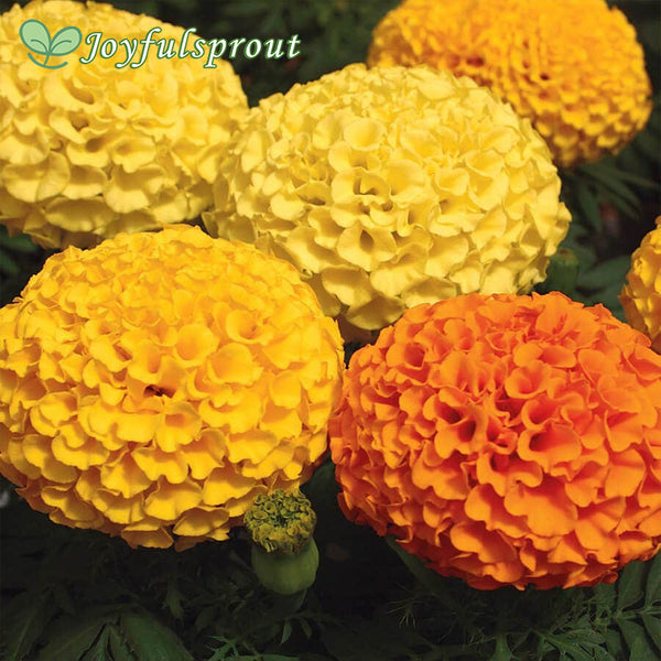 Mixed romantic marigold seeds