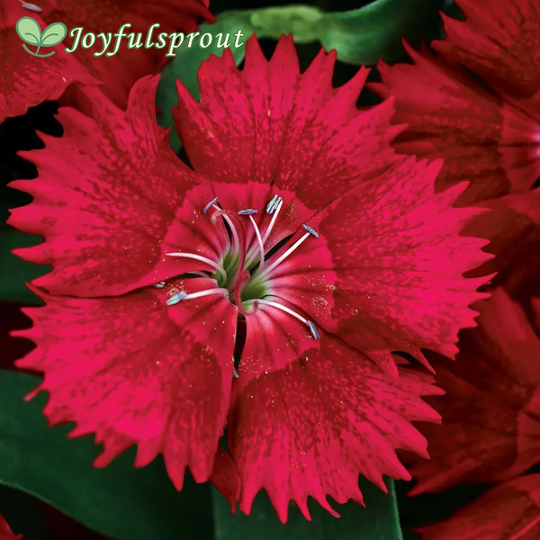 Ideal Select Red Hybrid Dianthus Seeds