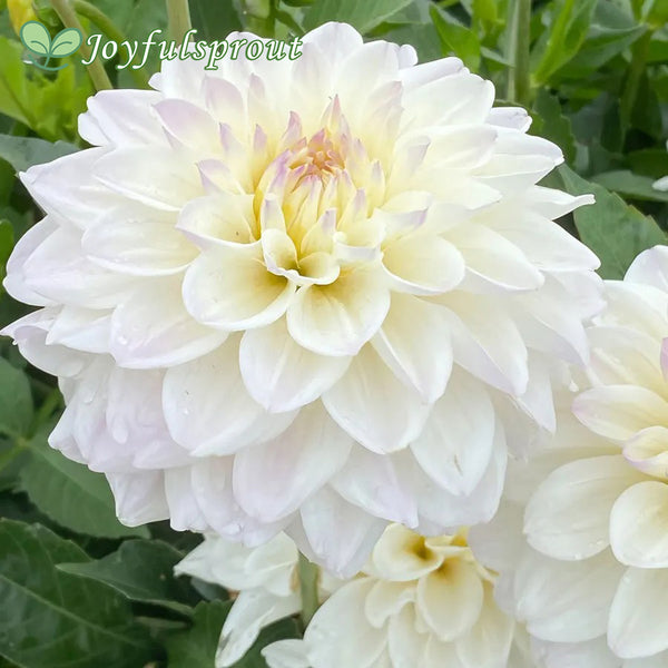Dahlia Go Go White Decorative Dahlia Seeds