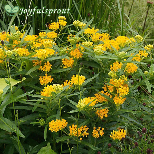 Asclepias 'Hello Yellow' Milkweed Seeds