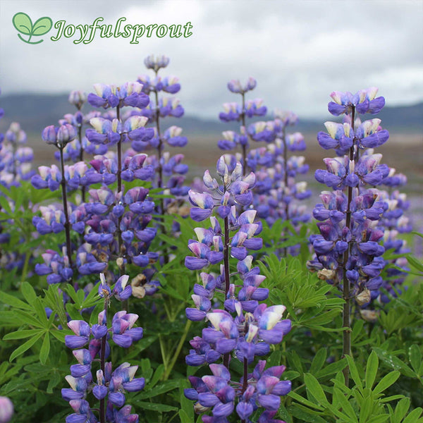 Arroyo Lupine Seeds