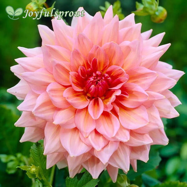 Dahlia 'Otto's Thrill' Seeds