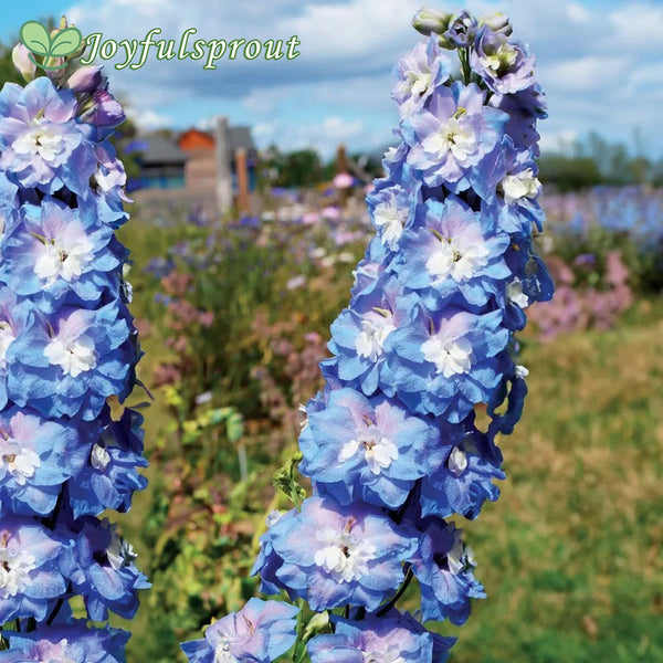 Aurora Blue Delphinium Seeds