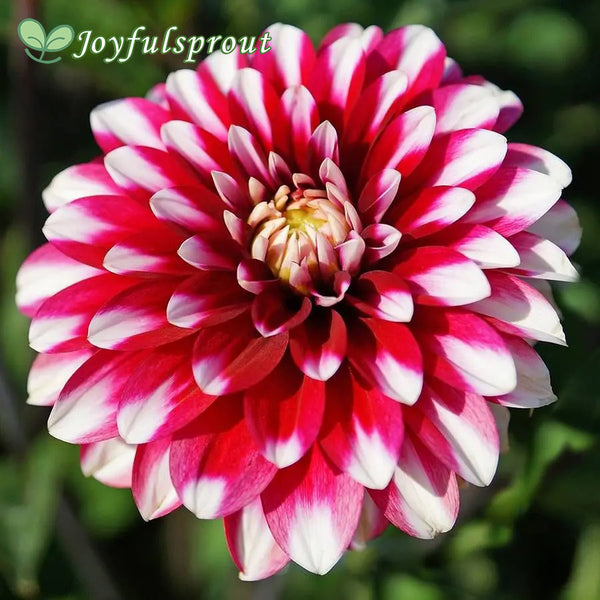 Karma 'Yin Yang' Dahlia Seeds