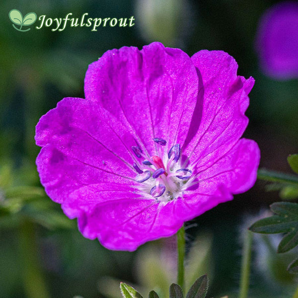 Geranium 'Max Frei' Seeds