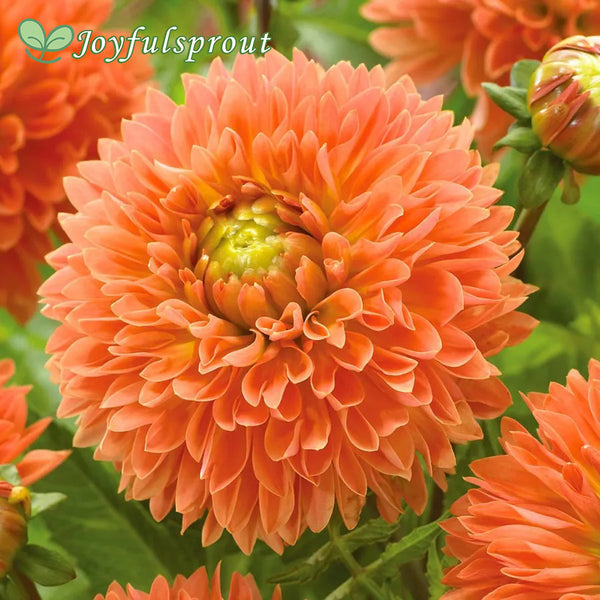 Dahlia 'Orange Impact' Seeds