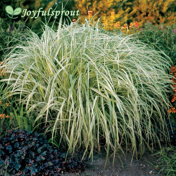 Miscanthus 'Dixieland' Seeds