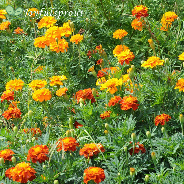 Sow Effortless Collection Marigold Sparky Mix Seed