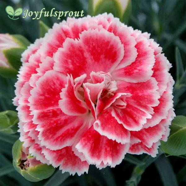 Dianthus Scent First 'Coral Reef' Seeds