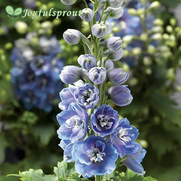 Delphina Light Blue White Bee Delphinium Seeds