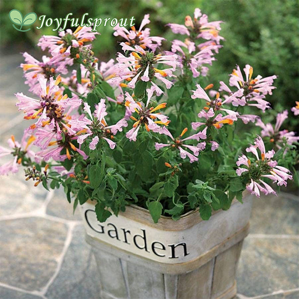 Arizona Sunset Hyssop Seeds