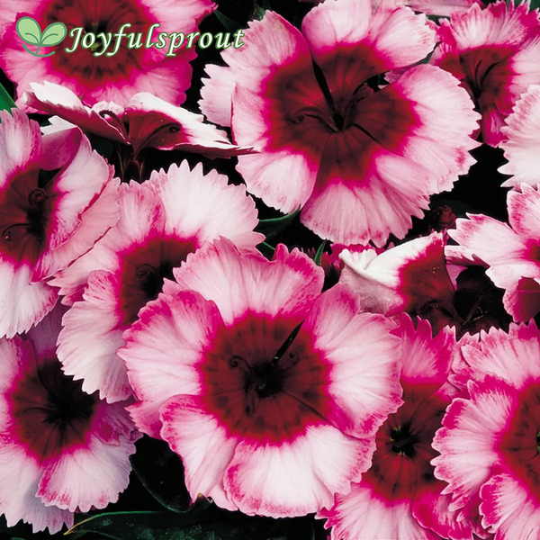 Super Parfait Raspberry Hybrid Dianthus Seeds