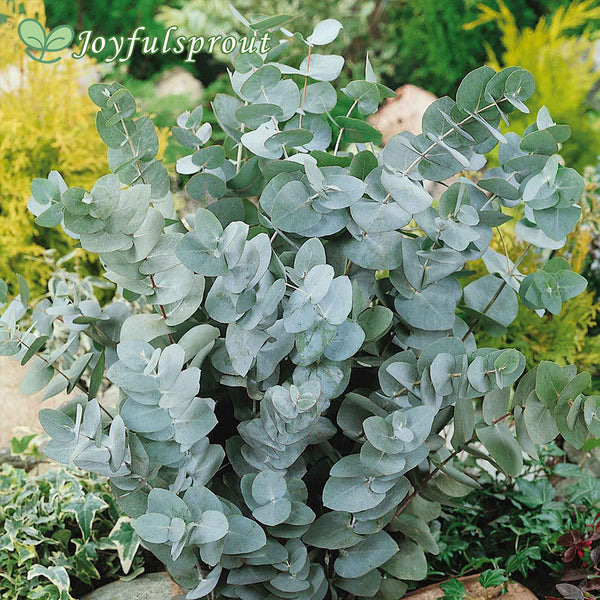Eucalyptus 'Baby Blue' Spiral Eucalyptus Seeds