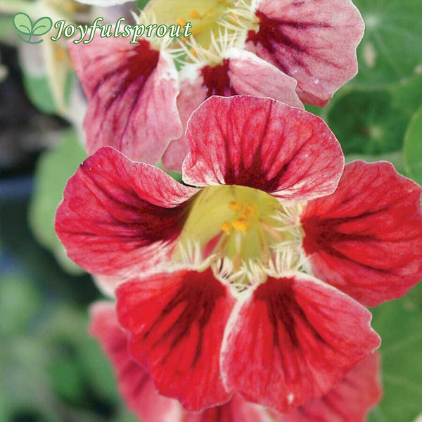 'Chameleon' Nasturtium Seeds