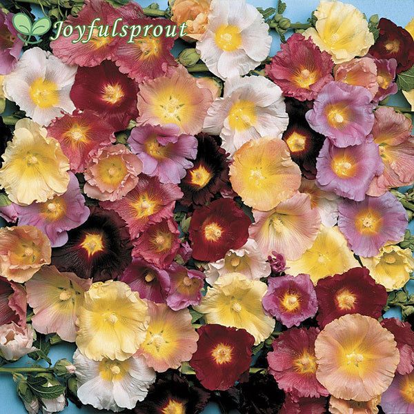 Happy Lights Hollyhock Mix Seeds