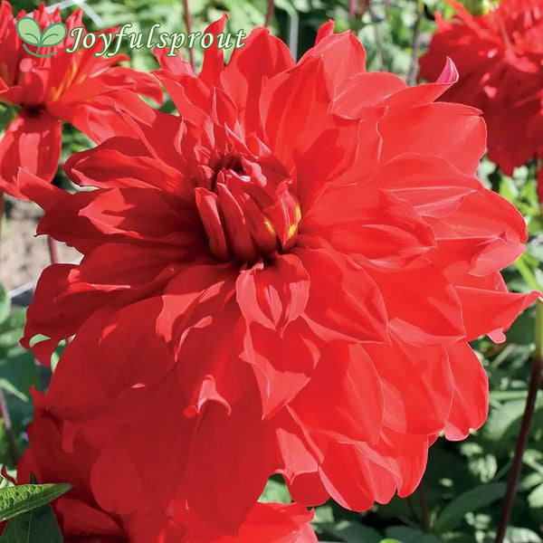 Dahlia 'Barbarossa' Seeds