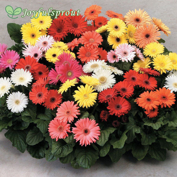 Mega Revolution Select Mix Gerbera Daisy Seeds