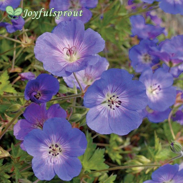 'Rozanne' Geranium Seeds