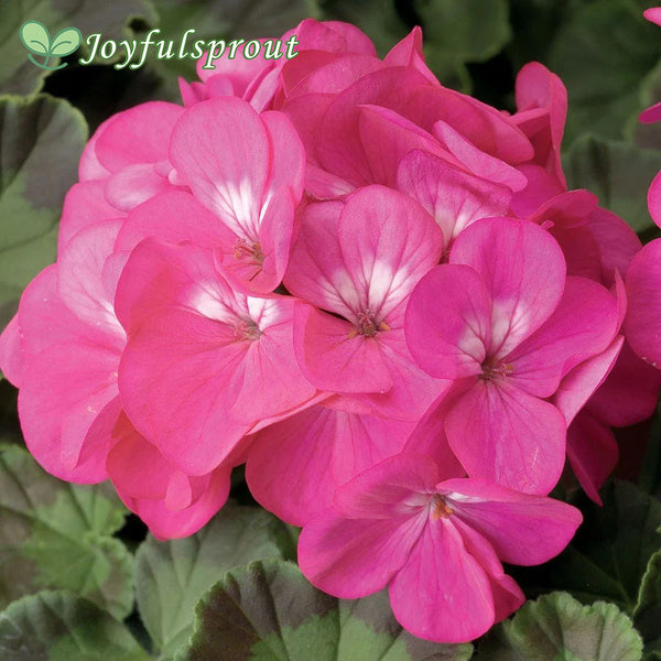 Pinto Premium Deep Rose Hybrid Geranium Seeds
