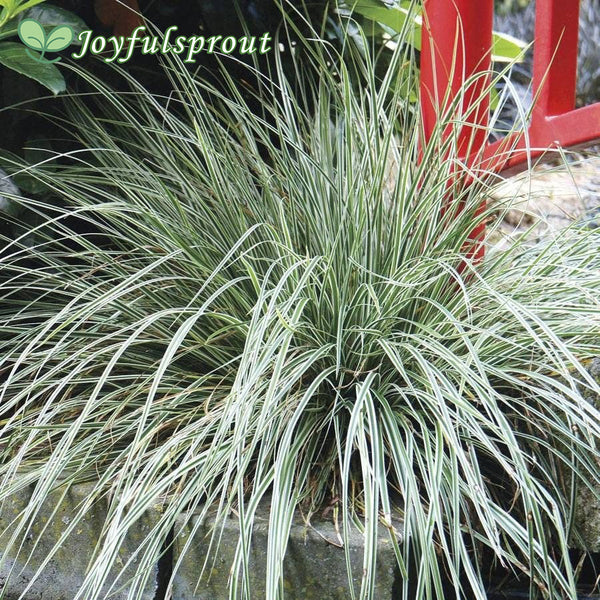 Carex EverColor Everest Sedge Seeds