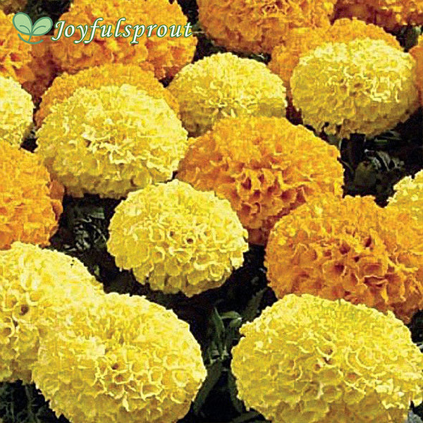 Joyfulsprout Disco Mix Marigold Seeds