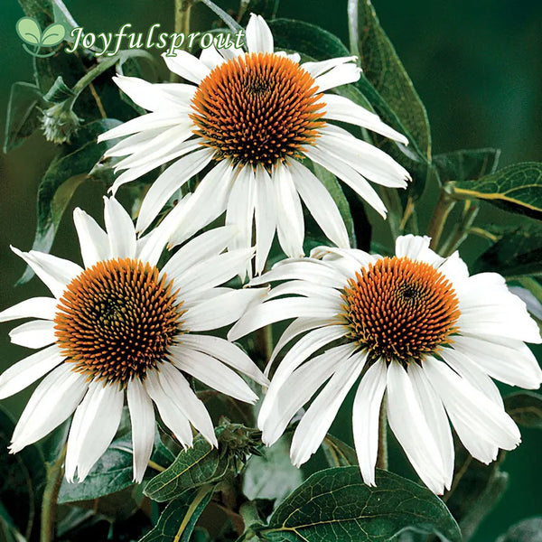 White Swan Coneflower Seeds