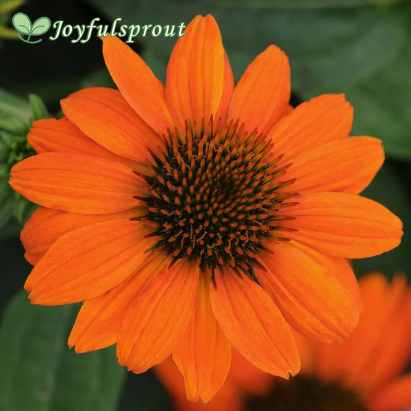 Sombrero Flamenco Orange Coneflower Seeds