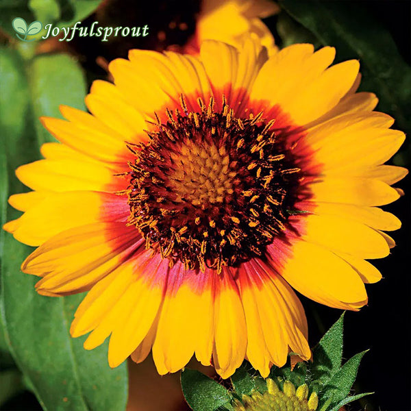 Mesa Bright Bicolor Hybrid Blanket Flower Seeds