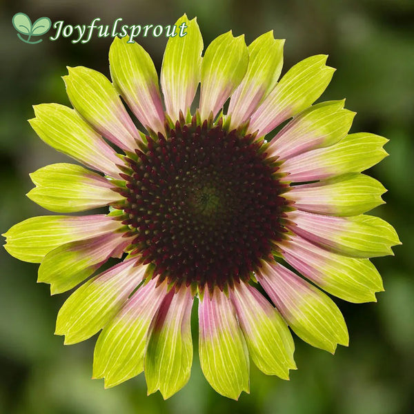 Prairie Blaze Vintage Lime Coneflower Seeds
