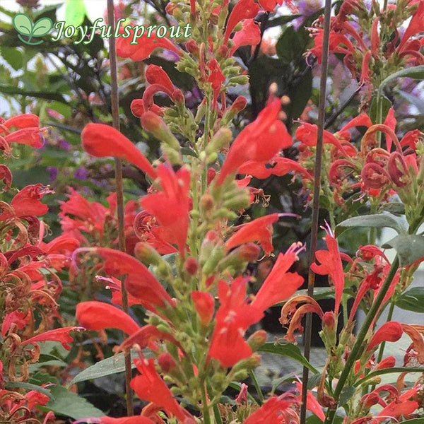 Agastache 'Kudos Red' Seeds
