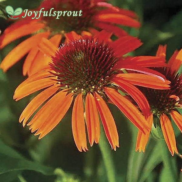 Echinacea Butterfly Orange Skipper Seeds