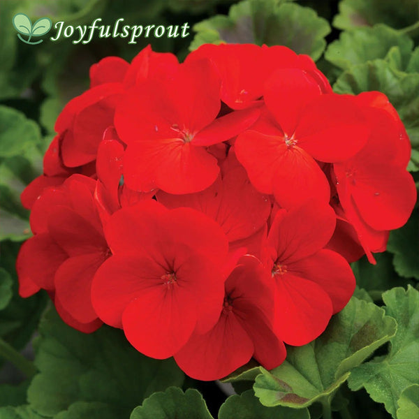 Pinto Premium Deep Red Hybrid Geranium Seeds