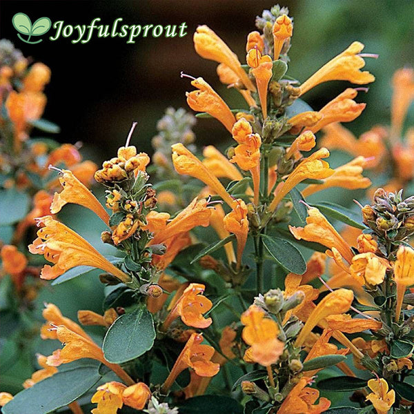 Arizona Sandstone Hyssop Seeds