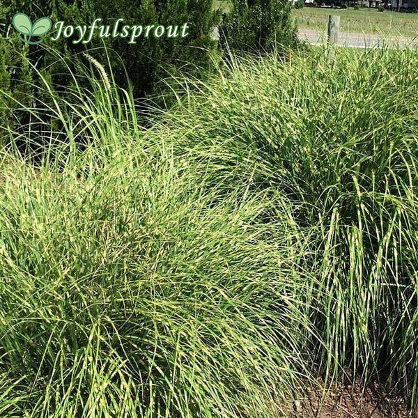 Miscanthus 'Little Zebra' Maiden Grass Seeds