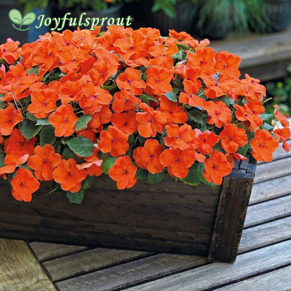 Shady Lady II Orange Hybrid Impatiens Seeds