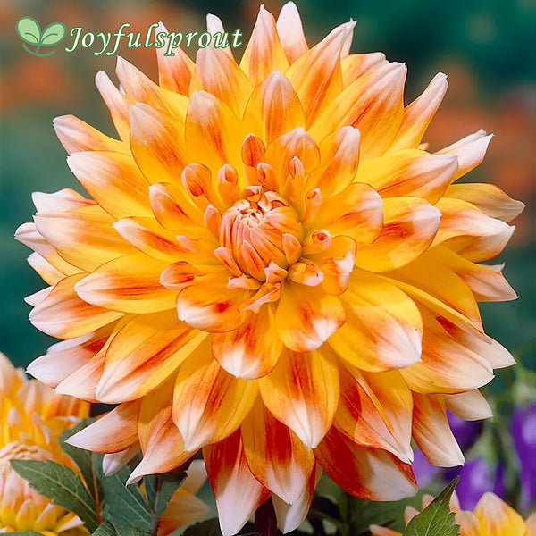 Dahlia 'Peaches and Cream' Seeds