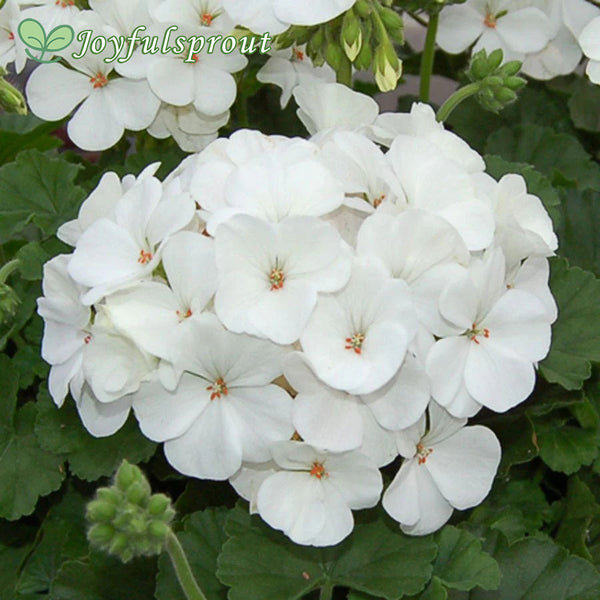 Geranium Nano White Seeds