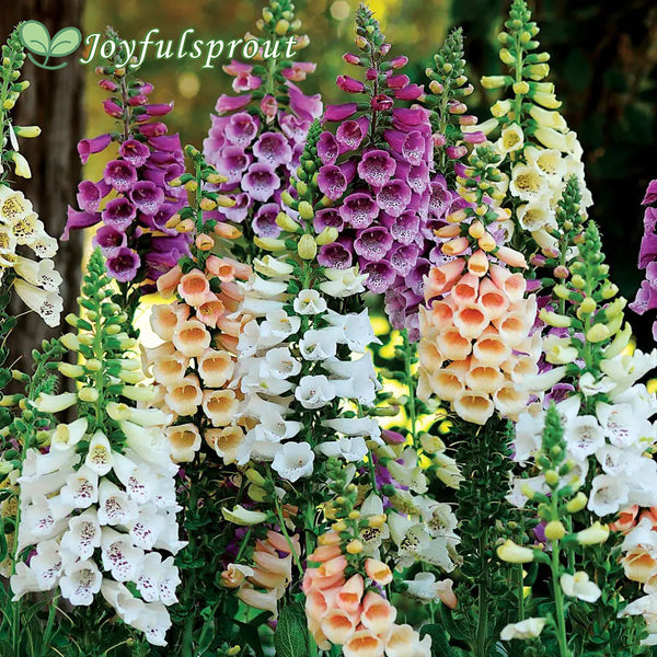 Dalmatian Mix Digitalis Seeds