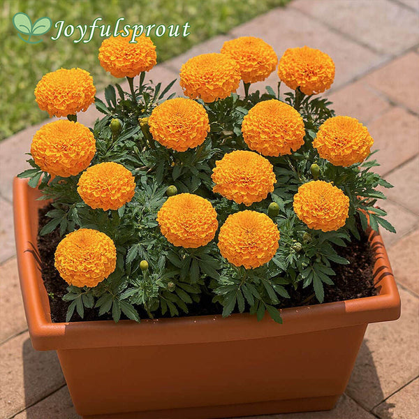 Large Orange Marigold Flowers Seeds