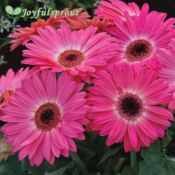 Majorette Pink Halo Gerbera Daisy Seeds