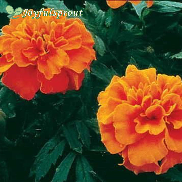 Joyfulsprout Janie Deep Orange Marigold Seeds