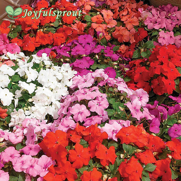 Xtreme Mix Hybrid Impatiens Seeds