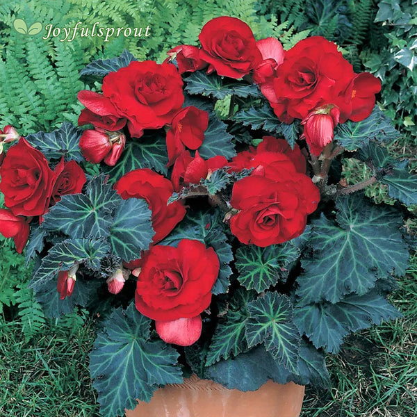Begonia 'Bronze Leaf Red' Seeds