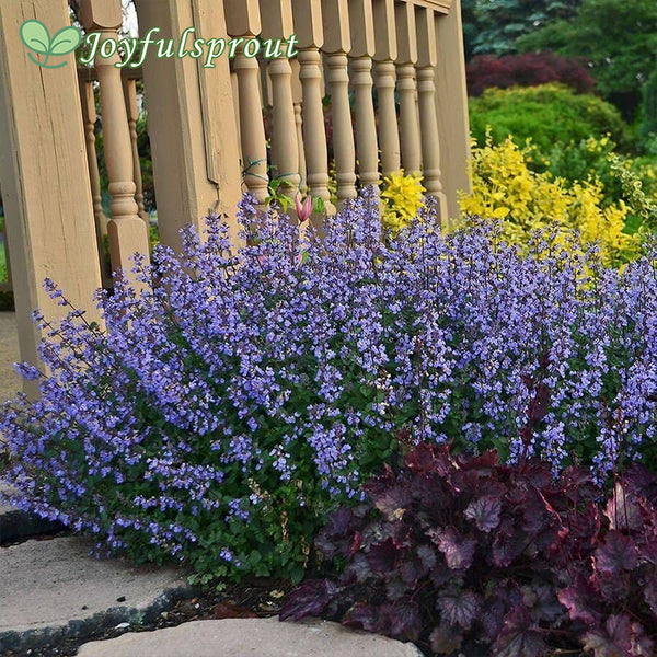 Nepeta 'Purrsian Blue' Seeds