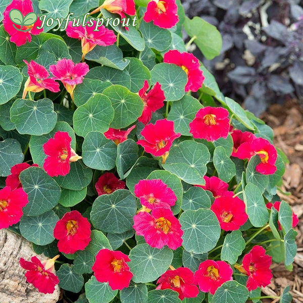 Baby Rose Nasturtium Seeds