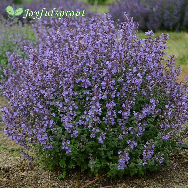 Nepeta faassenii Kitten Around Seeds