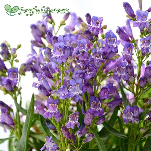 Penstemon Blue Rock Candy